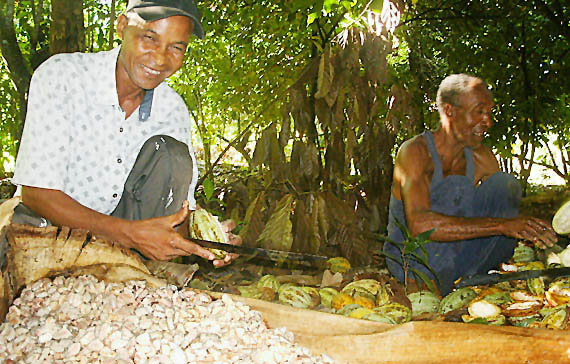 Kakao-Ernte Dominikanische Republik