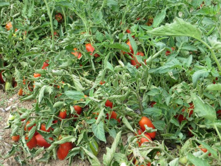 Beste biodynamische Tomaten von Cal Valls